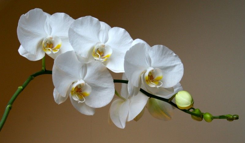 ⋗ Набор силиконовых вайнеров Орхидея фаленопсис купить в Украине ➛ CakeShop.com.ua, фото