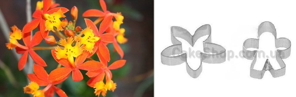 Набор каттеров Орхидея Эпидендрум - фото