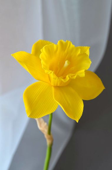 ⋗ Силиконовый вайнер Чашечка нарцисса купить в Украине ➛ CakeShop.com.ua, фото