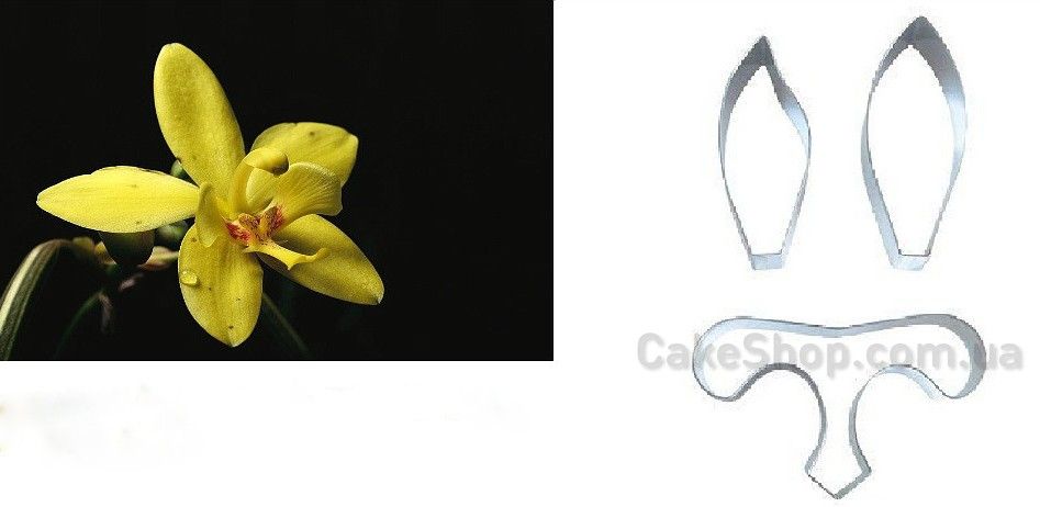 ⋗ Набор каттеров Орхидея Спатоглотис купить в Украине ➛ CakeShop.com.ua, фото