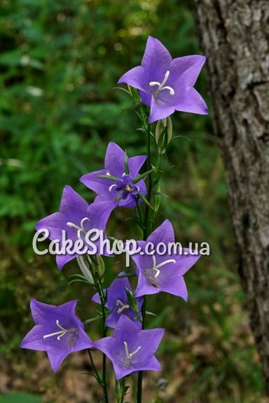 ⋗ Силиконовый вайнер Колокольчик купить в Украине ➛ CakeShop.com.ua, фото